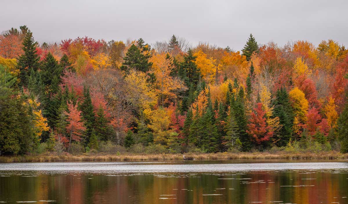 trees along a lake in fall colors