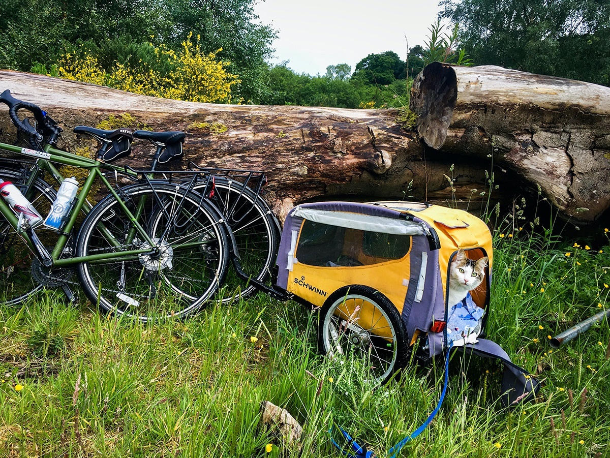 A calico cat peeks out of a bicycle trailer