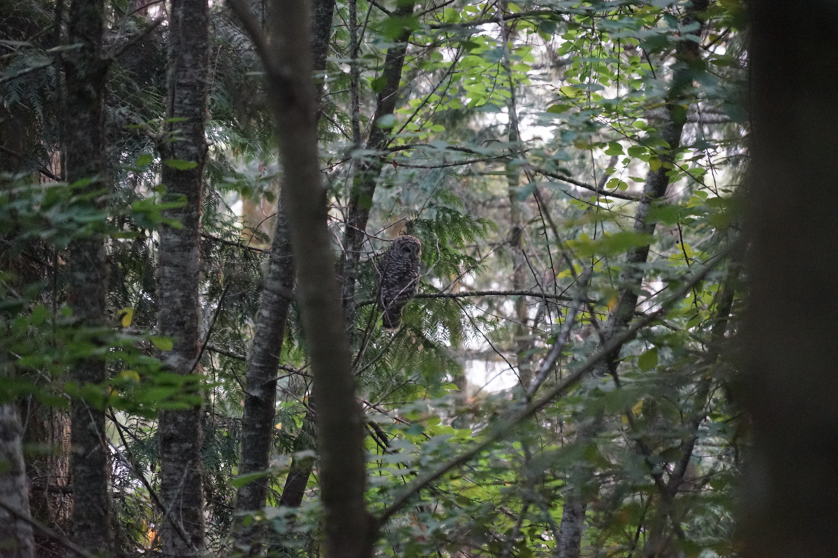 Owl partially hidden by tree branches.