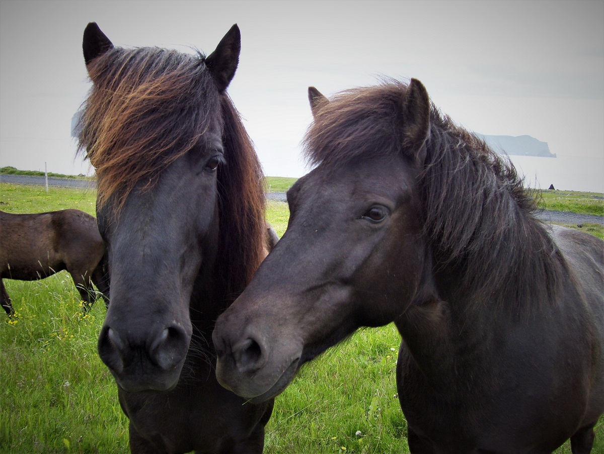 Laura Killingbeck pets horses in Iceland