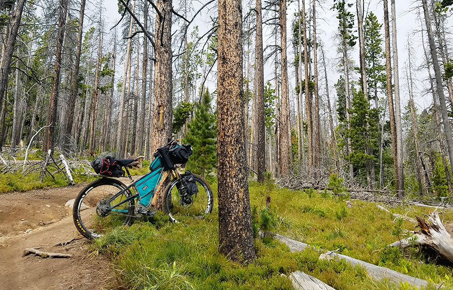 A bikepacking setup in its natural habitat, the dense wilderness.