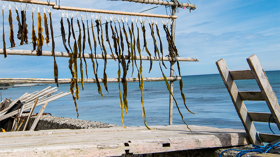 Kelp drying rack in Hokkaido, Japan