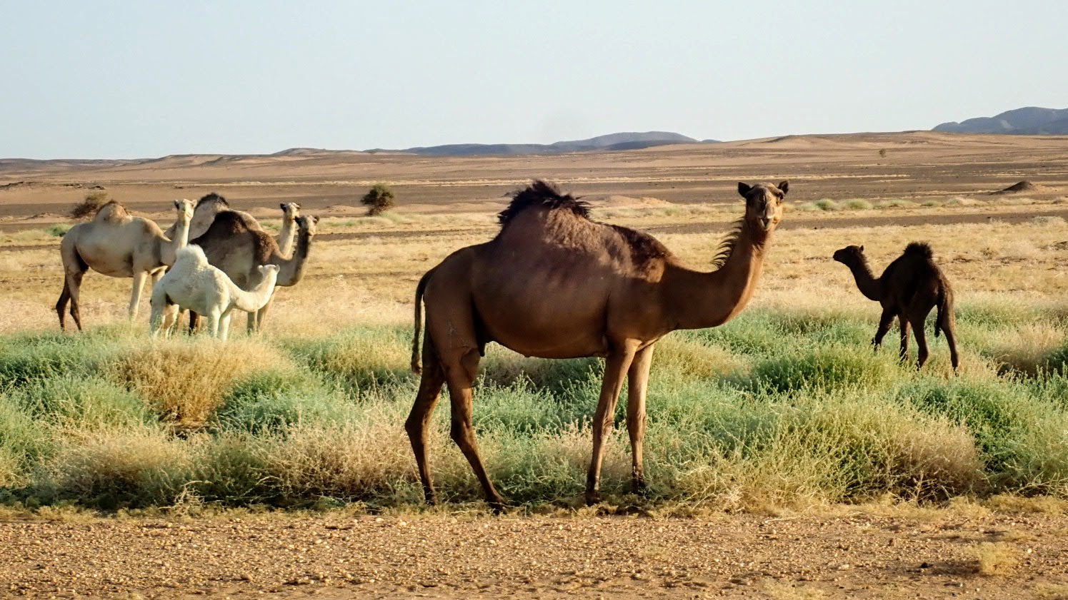 Camels grazing
