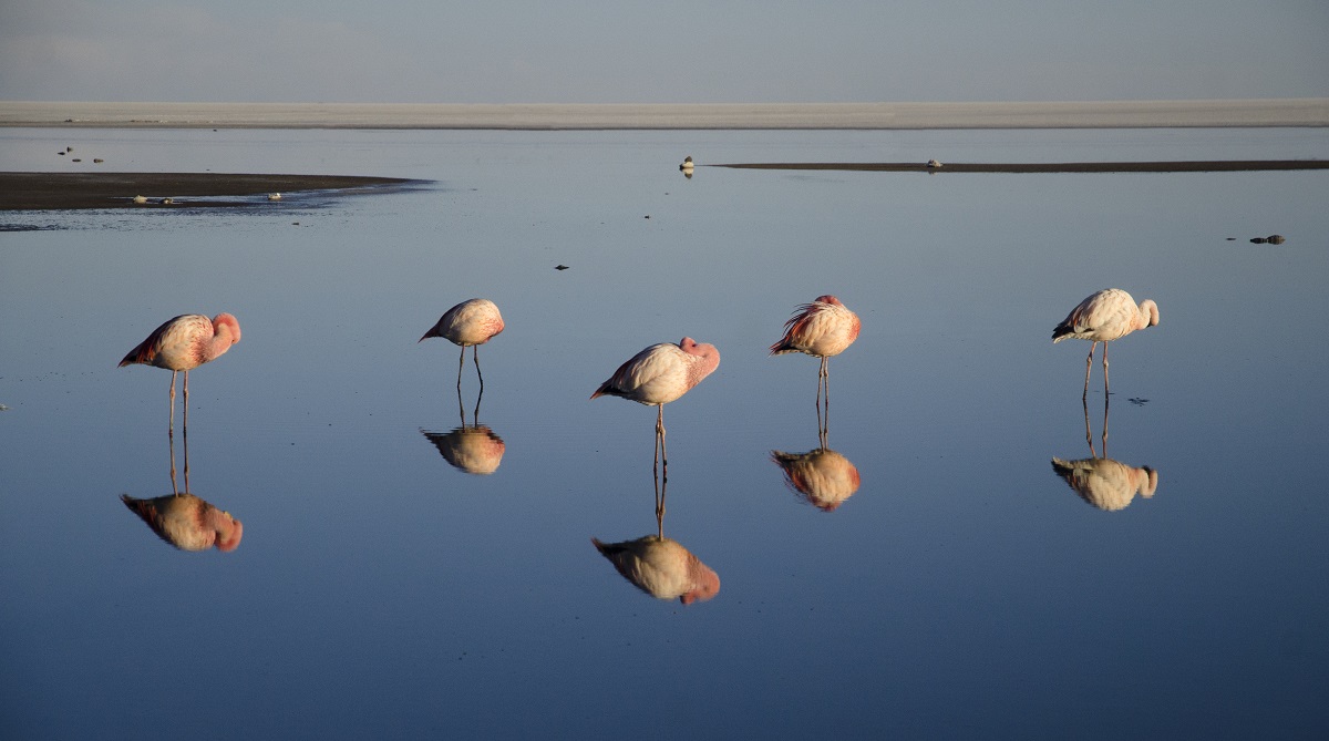Flamingos in Salar de Uyuni