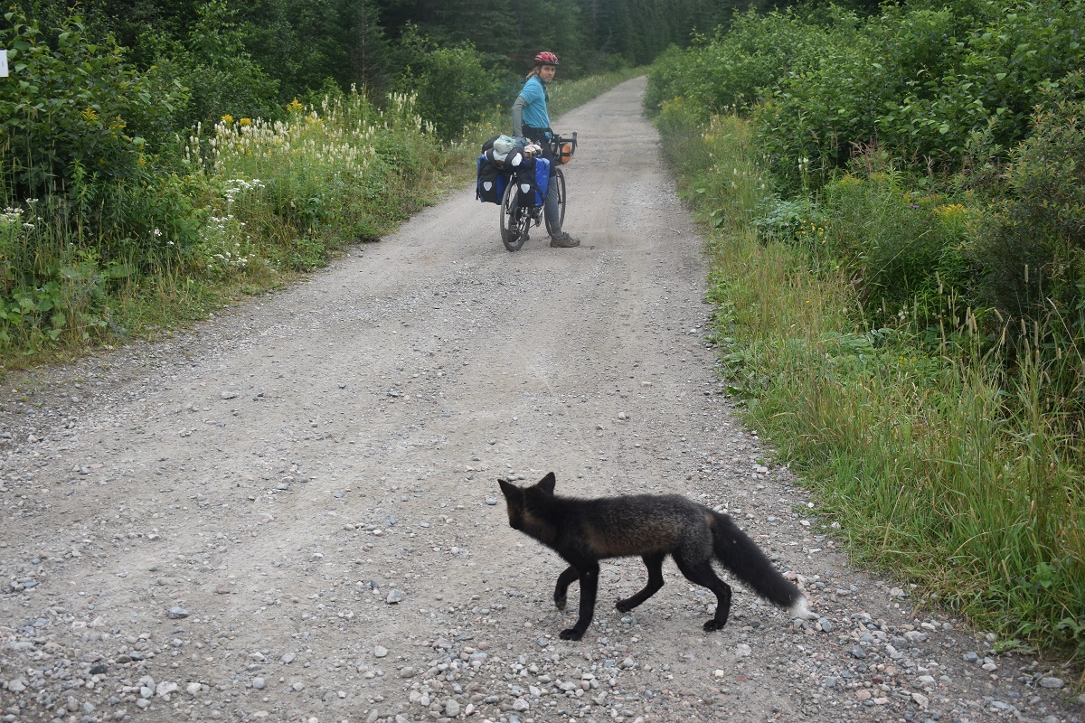 A black fox crosses Laura's path during a tour around Newfoundland.