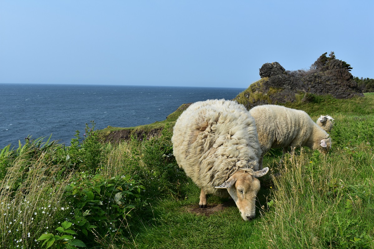 Icelandic sheep graze on a grassy hillside overlooking the ocean.