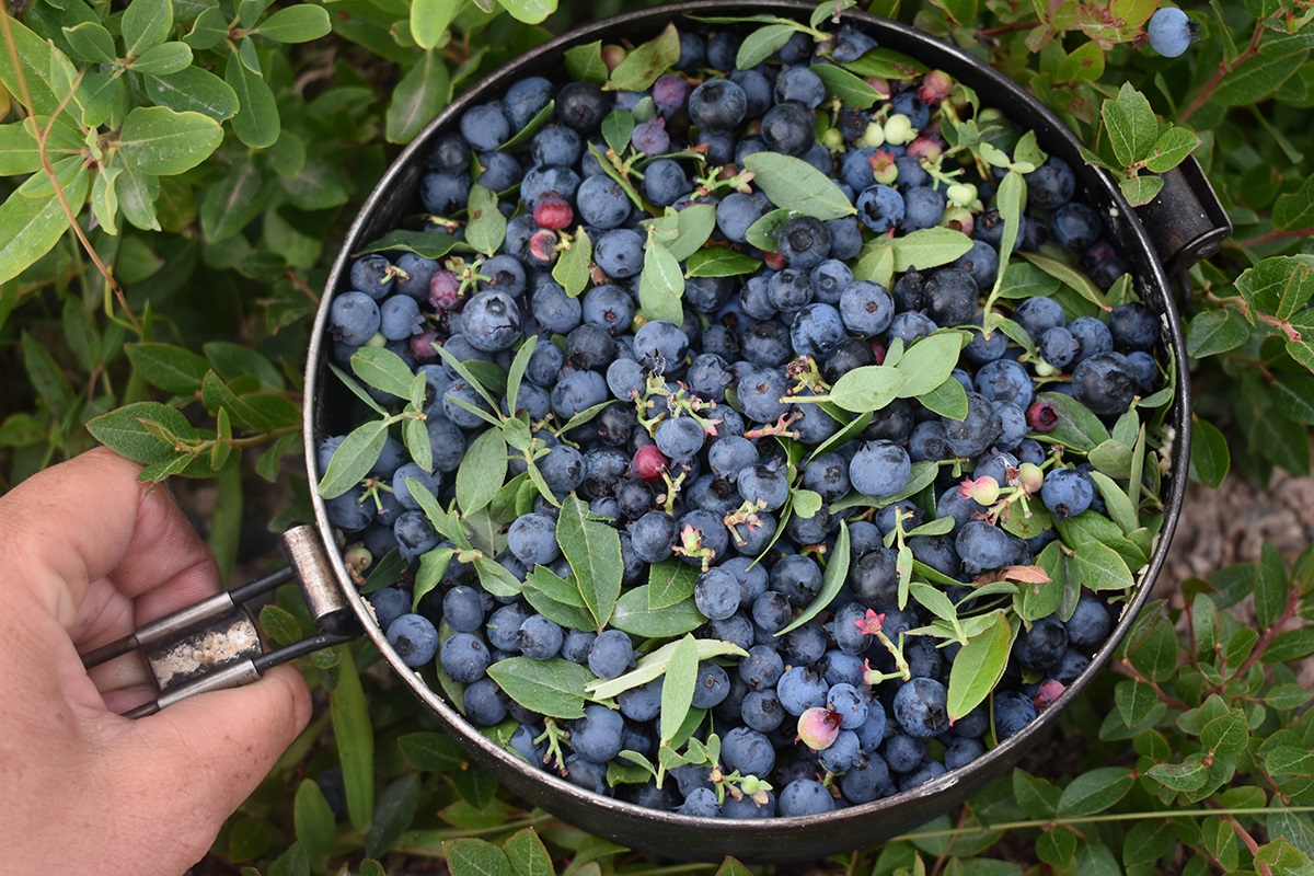 Laura holds an filled pot of wild blueberries that she's just picked.