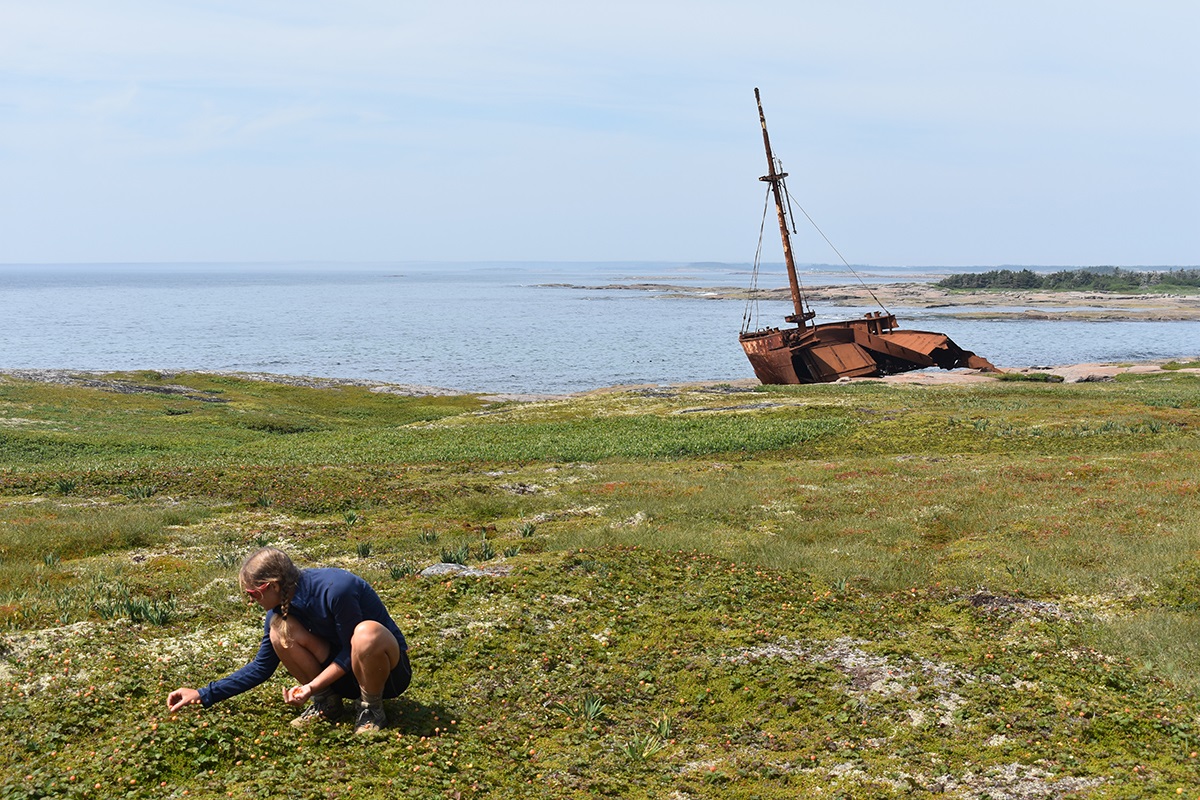 Laura forages for cloudberries in a treeless green field with the ocean and a sailboat in the background.