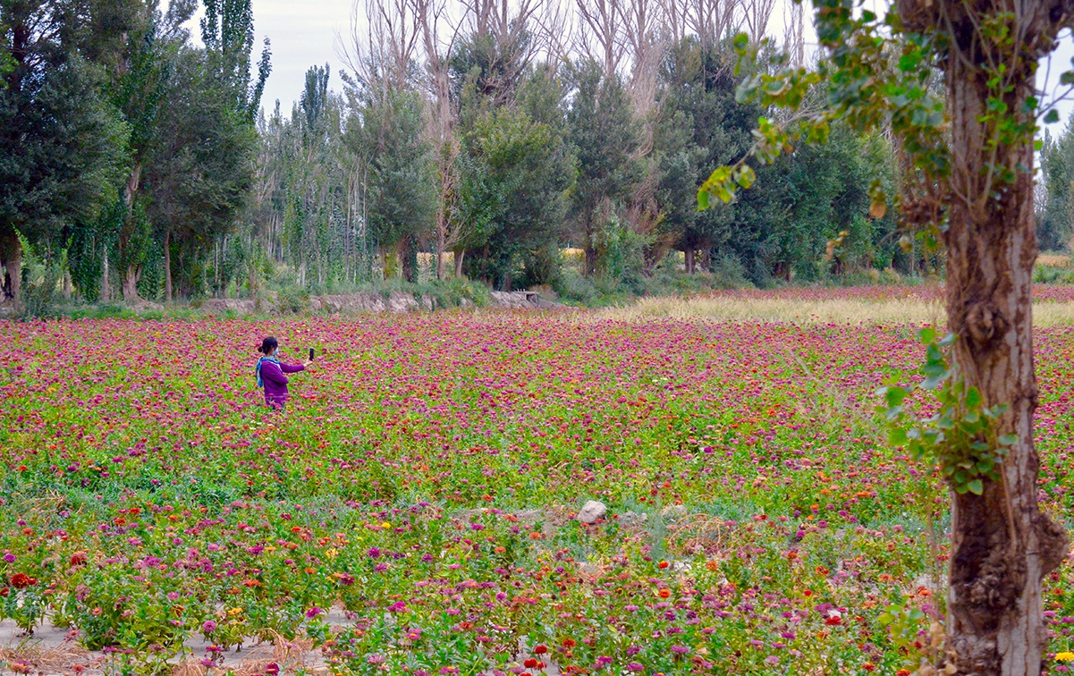 A woman stands in a field of flowers while looking at her phone.
