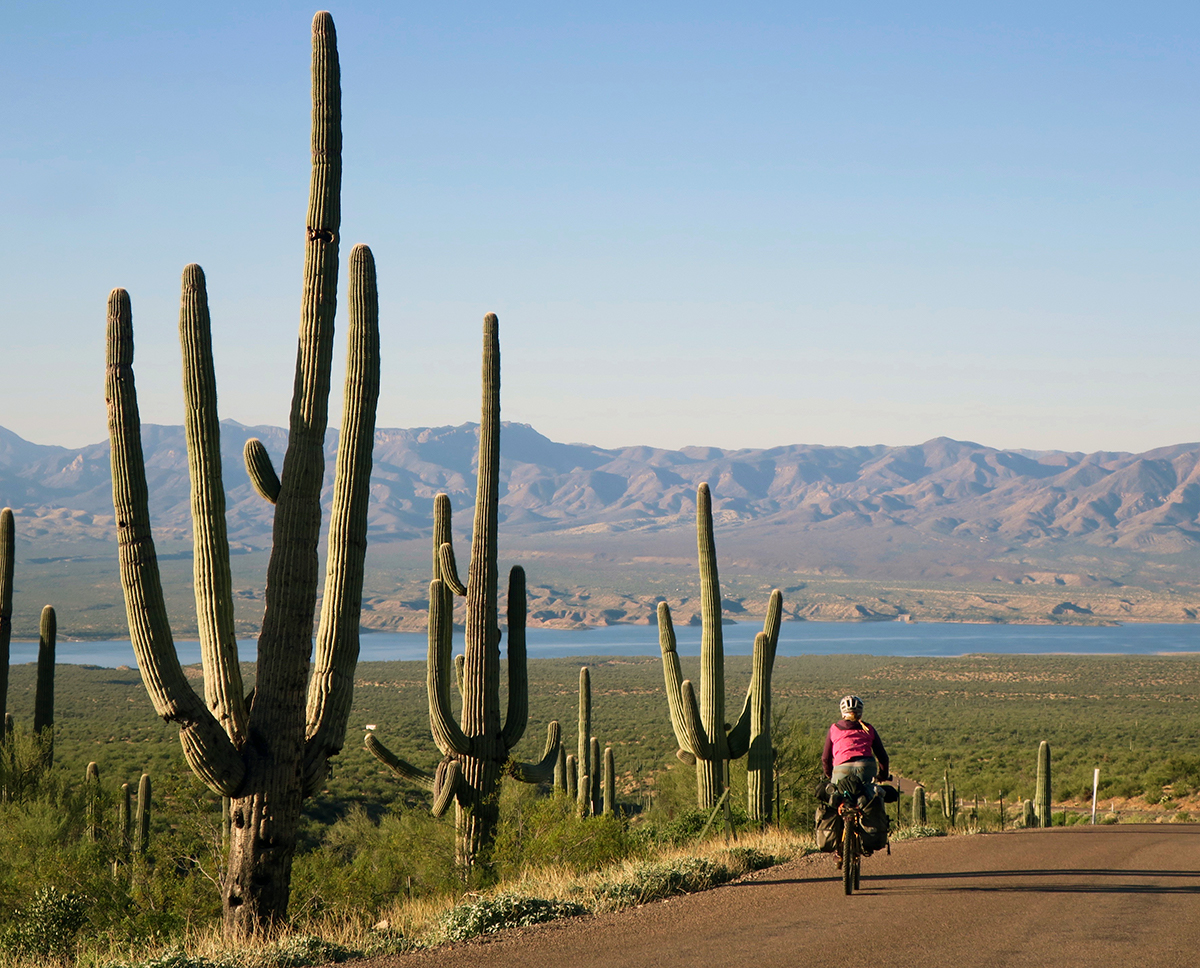 On the road to Globe, Arizona, tall saguaro cacti dot the landscape