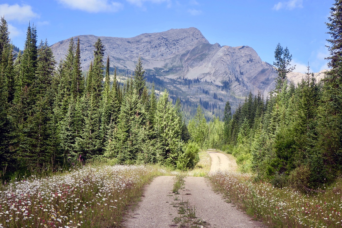 A two track road toward Cabin Pass winds among the trees with towering mountains in the background