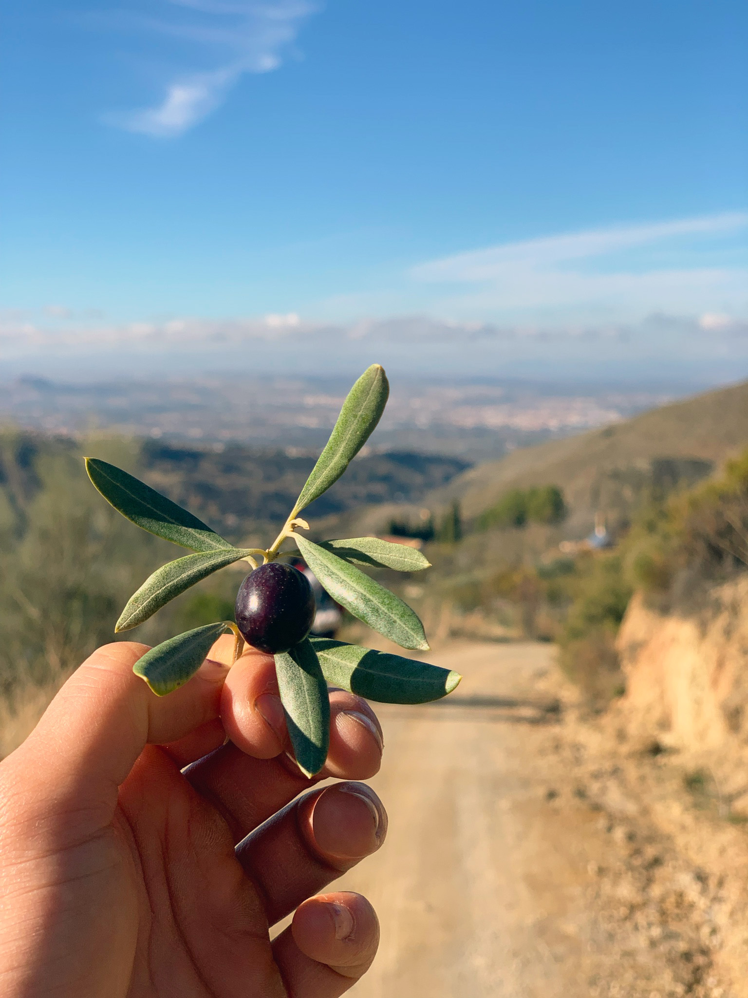 Gina takes a photo of her hand which is holding a fresh olive on a trig with leaves. The Spanish countryside is in the background.