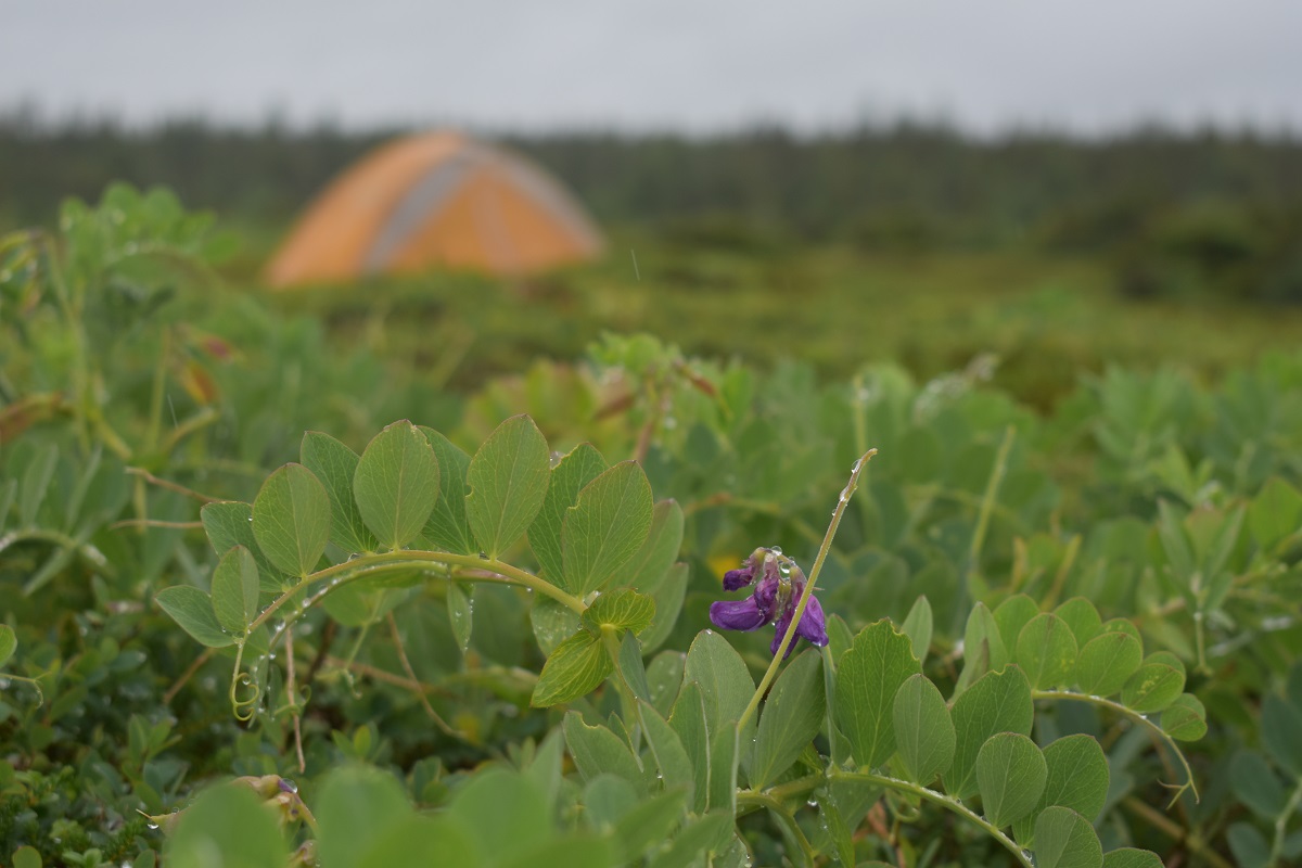 The photo shows a wild pea plant with a purple bloom and curling vine. A tent is pitched and out of focus in the background.