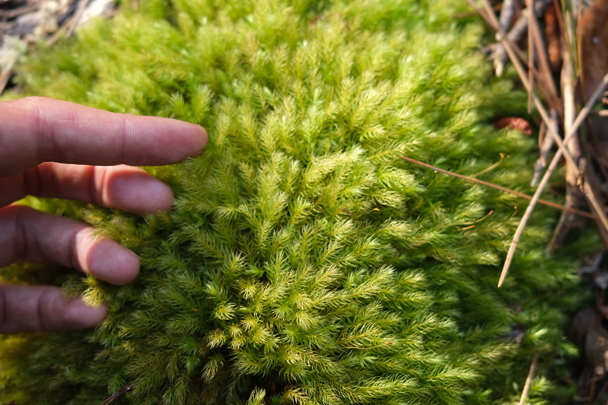 Laura touches the soft cushion of a bright green fern.