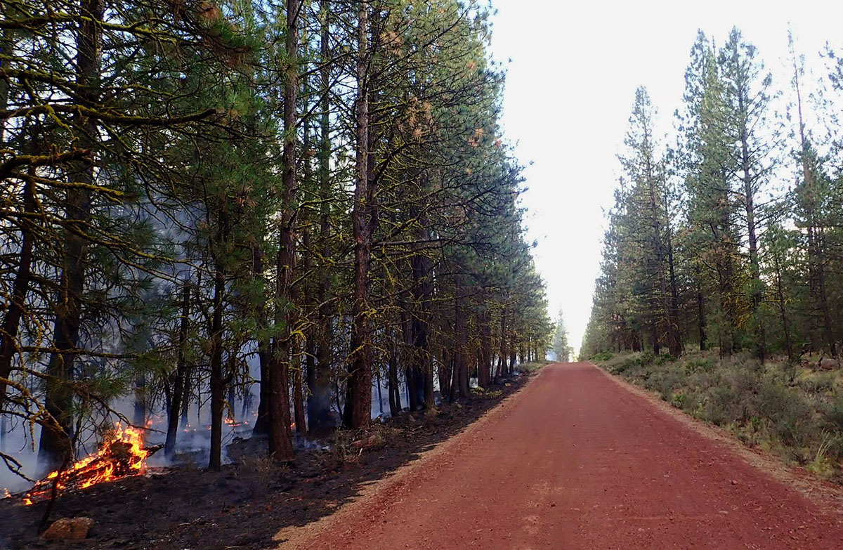 A prescribed burn stays on the left side of a dirt road while half burned pine trees tower on one side and non-burned trees tower on the other side. Flames are visible on the ground.