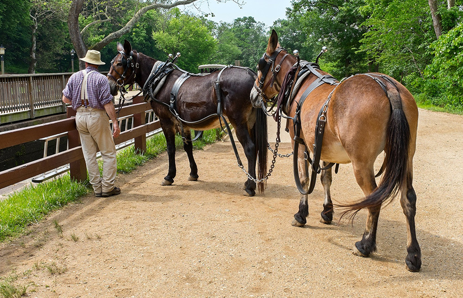 People lead mules down gravel path with a canal to the right side of the path.