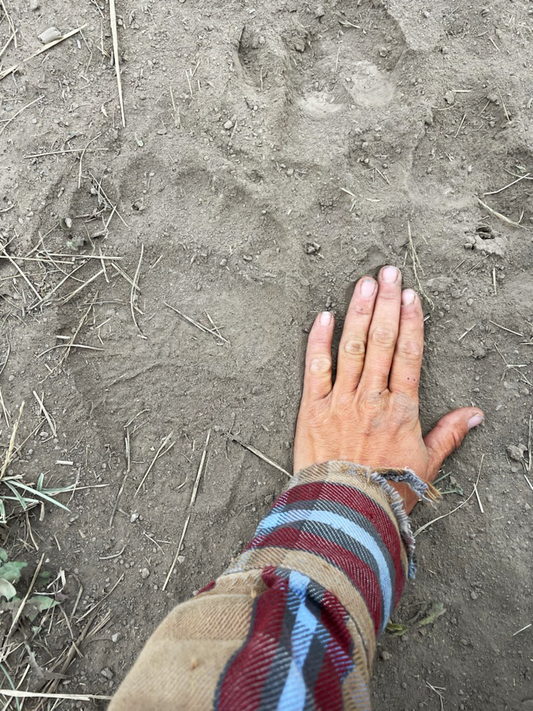 A man puts his hand in the dirt next to a grizzly bear print to show how much bigger it is than his hand. Let's just say his bigger and his hand is not small.