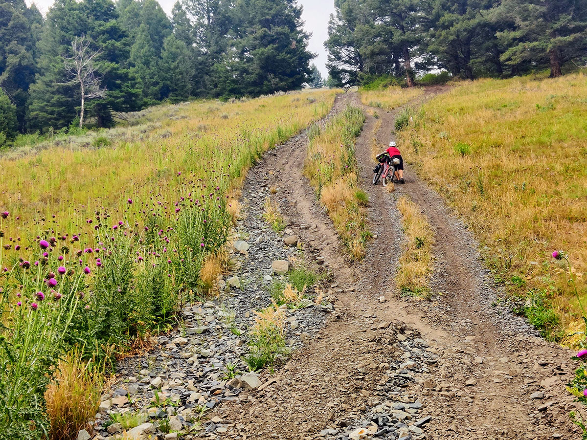 Alissa's husband pushes his loaded bike up a steep, singletrack dirt track. Purple knapweed lines the track and pine trees sit at the top of the incline.