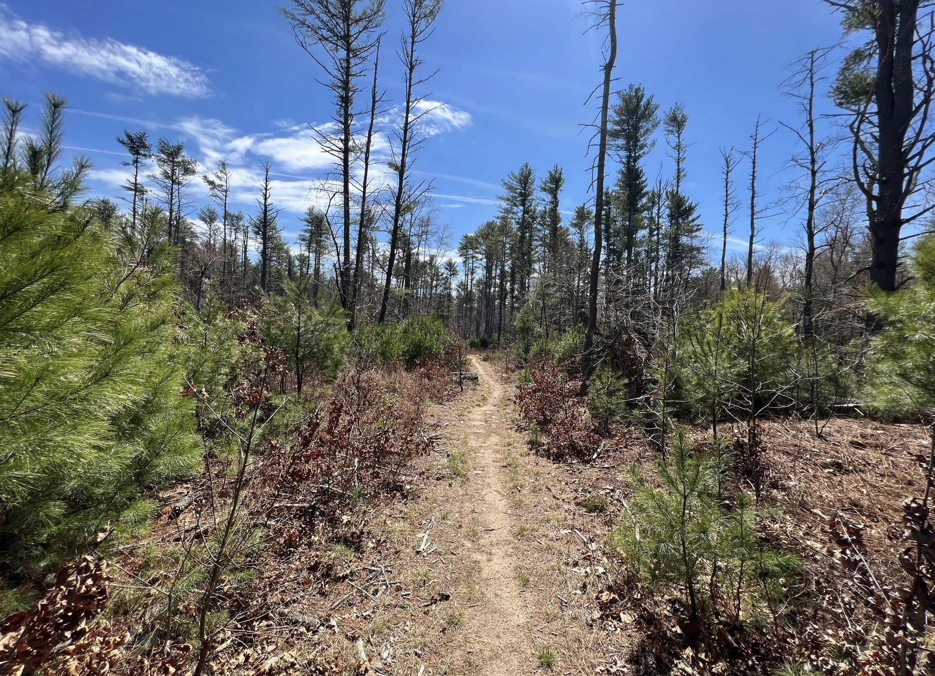 forested trail and blue sky