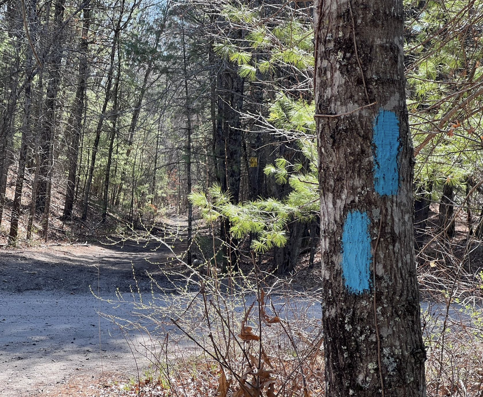 blue blazes on a tree trunk