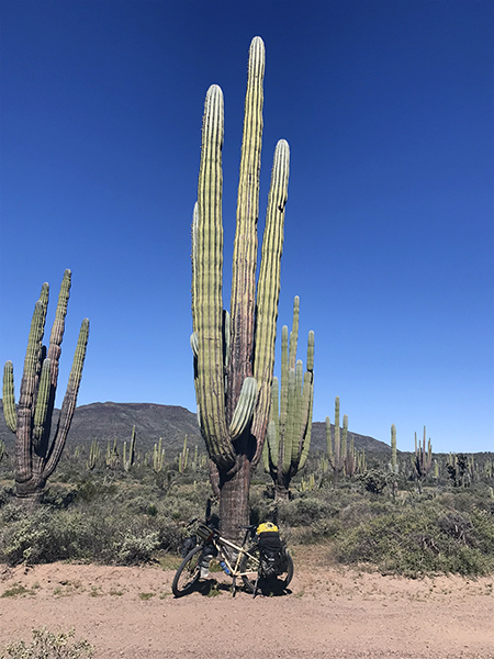 extremely tall cactus with many vertical branches and bike leaned against it