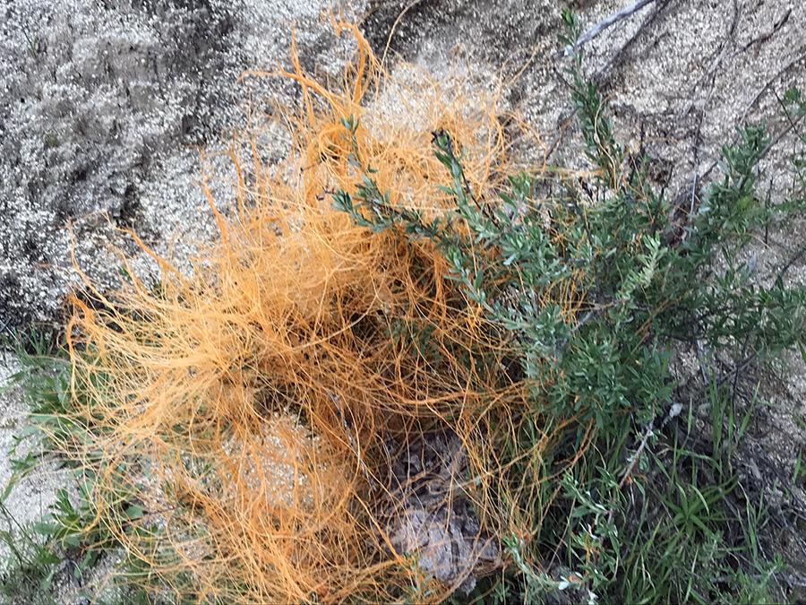Tangled thin orange strands covering another plant