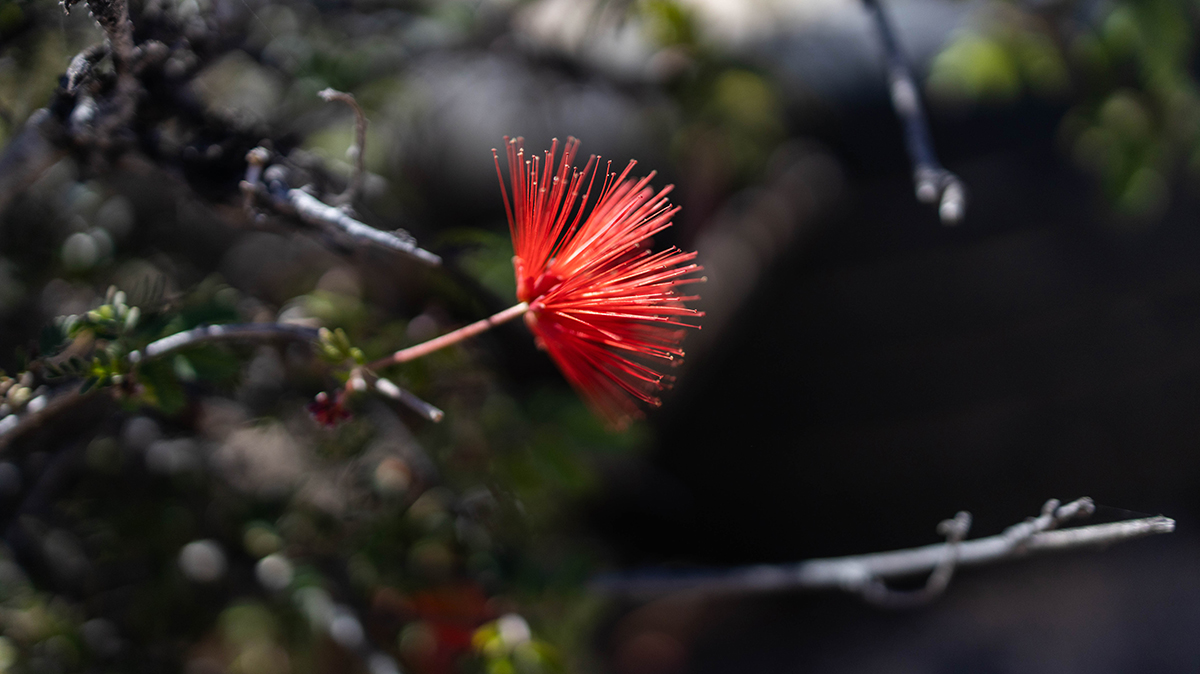 A delicate red flower like a bunch of bristles