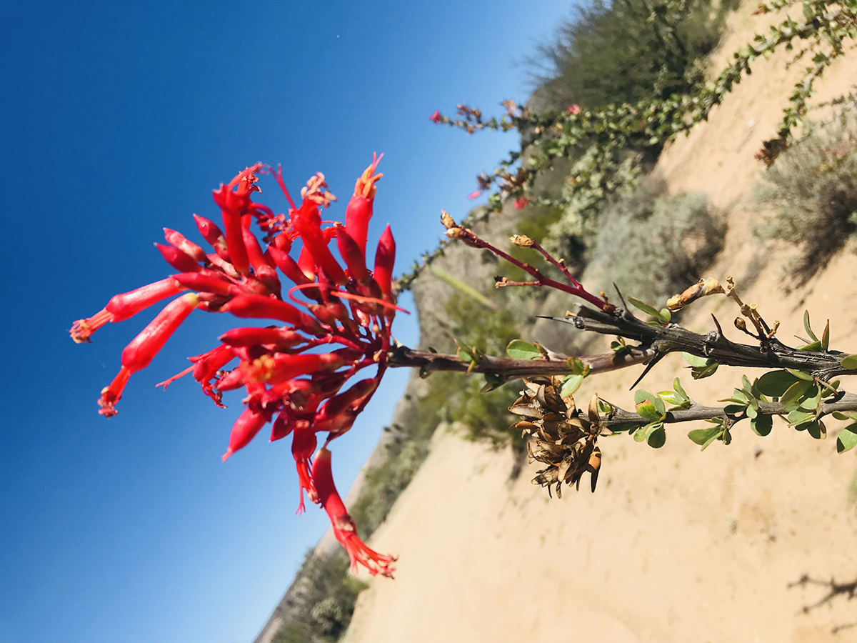 Red, narrow tube-like flowers on a spiny branch