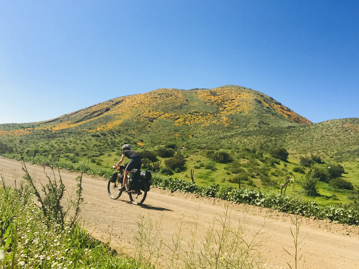 A cyclist rides up a dirt road with a hill of orange poppies in the background
