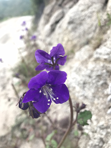 Deep purple flower with five petals
