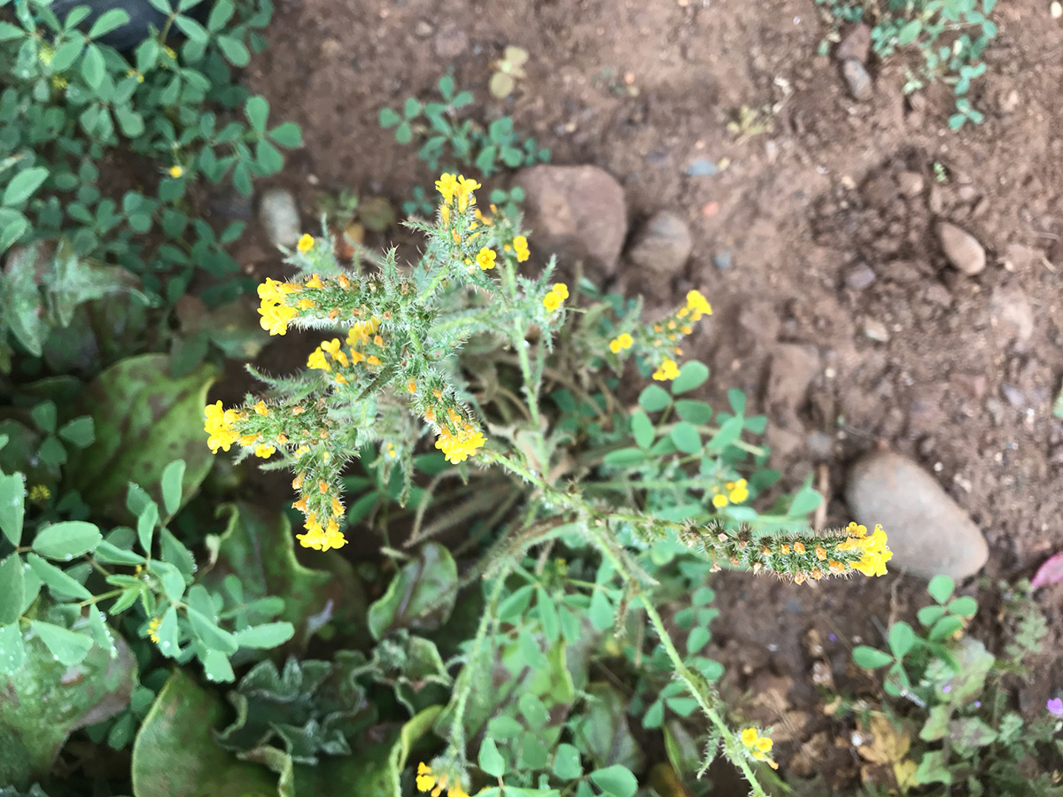 low-lying plant with hairy stalks of small yellow flowers