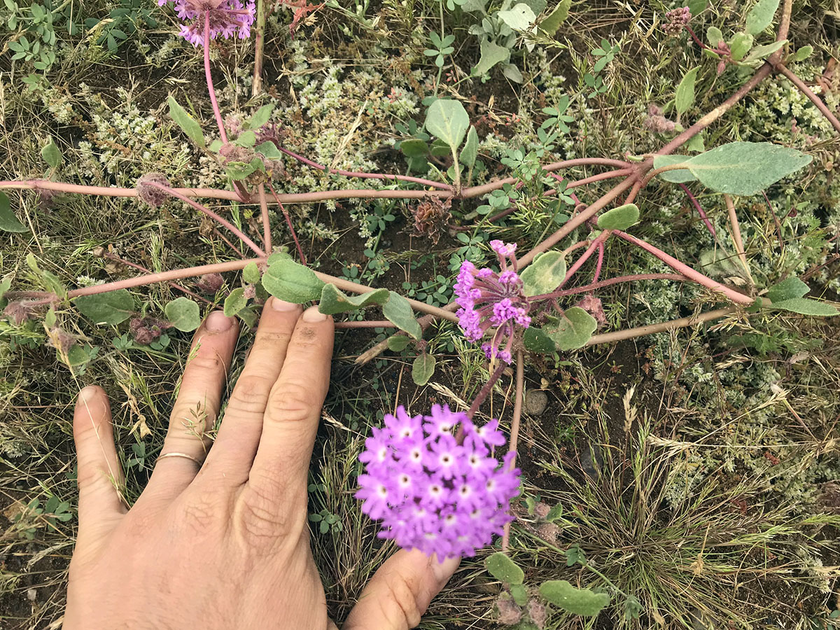 A hand holds a stalk of a low growing plant with a ball of pink-purple flowers