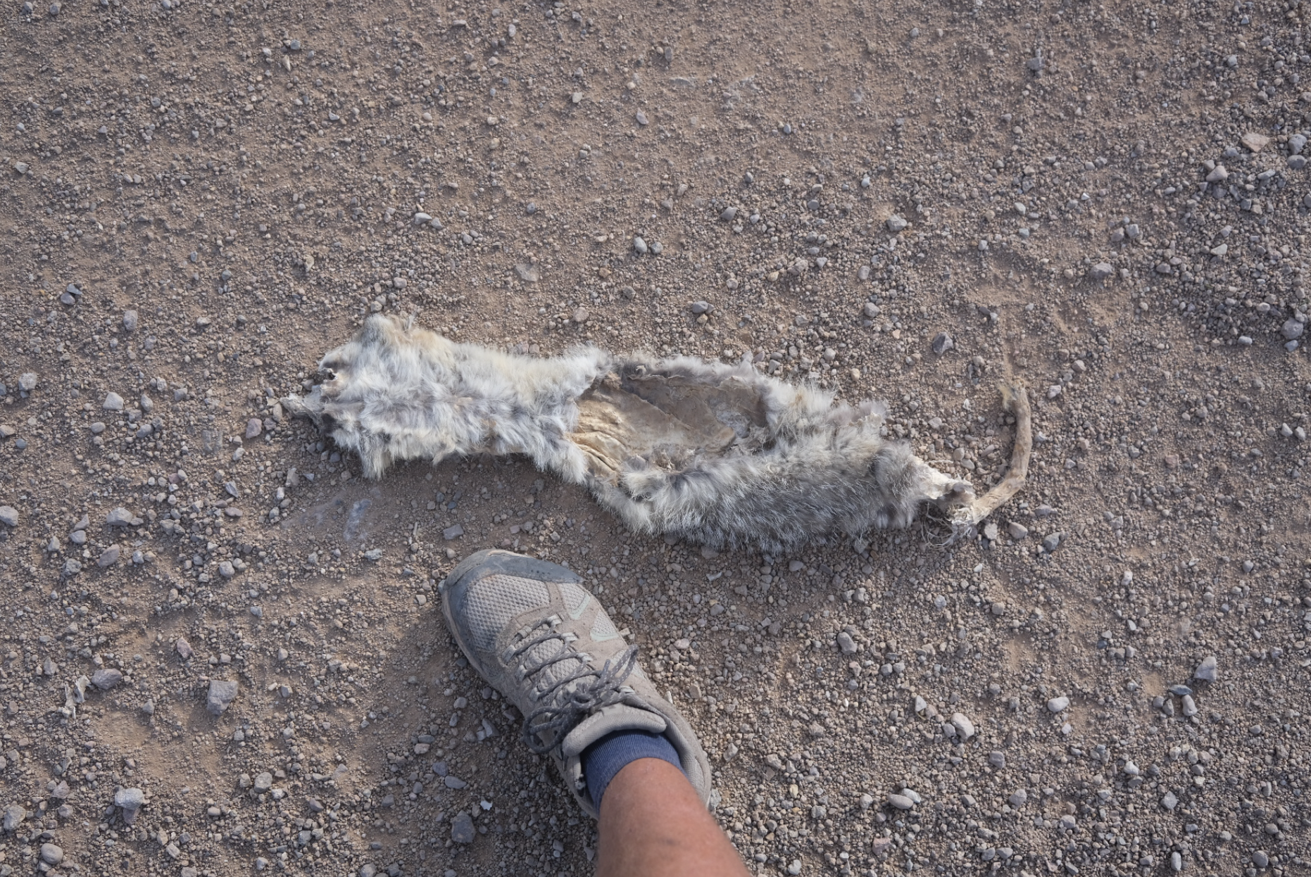 dried mammal skin on dirt road