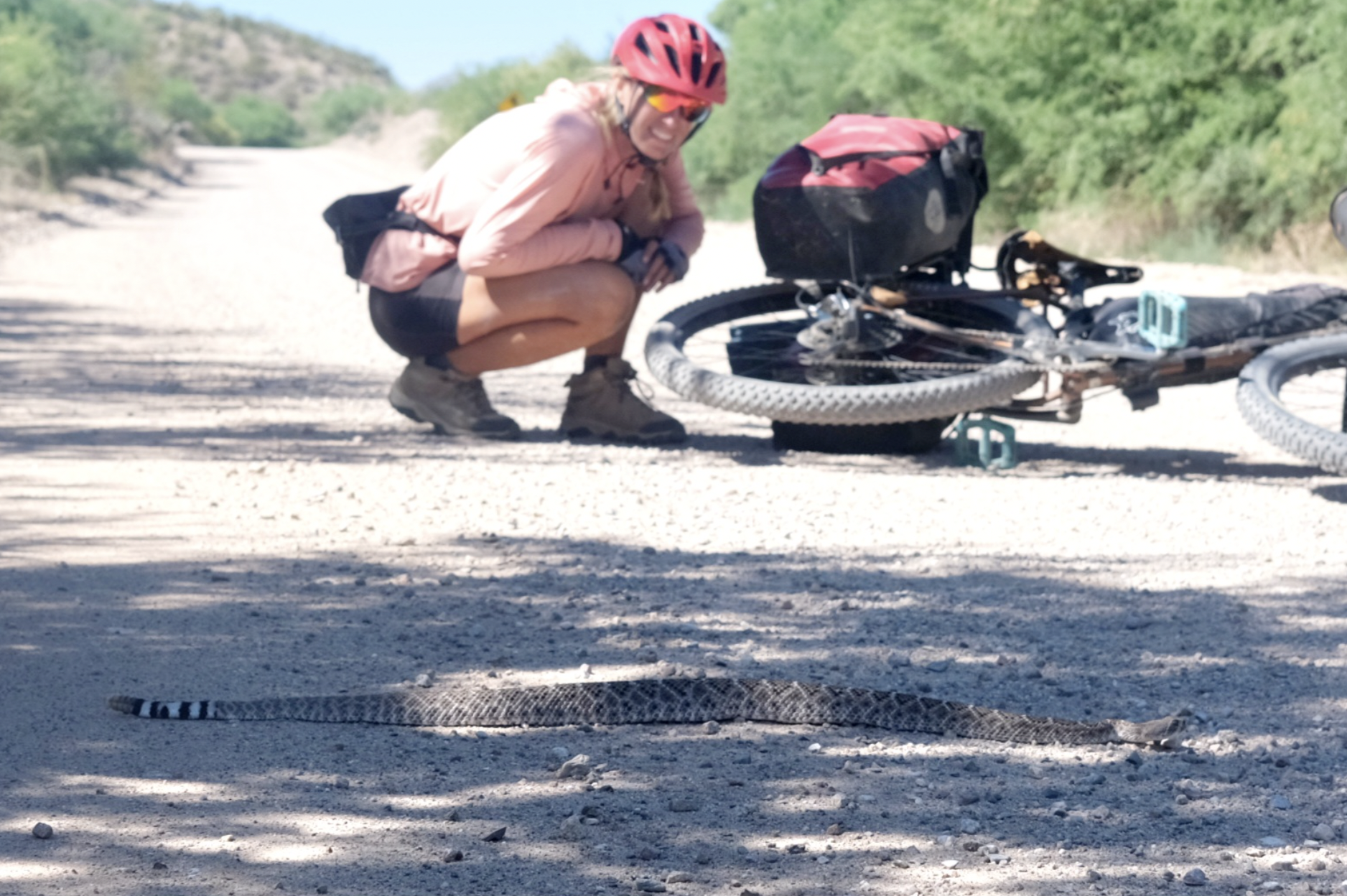 a rattlesnake on a dirt road 