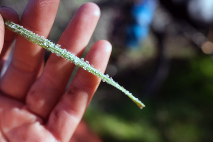 A piece of grass between to fingers with ice crystals on the blade.