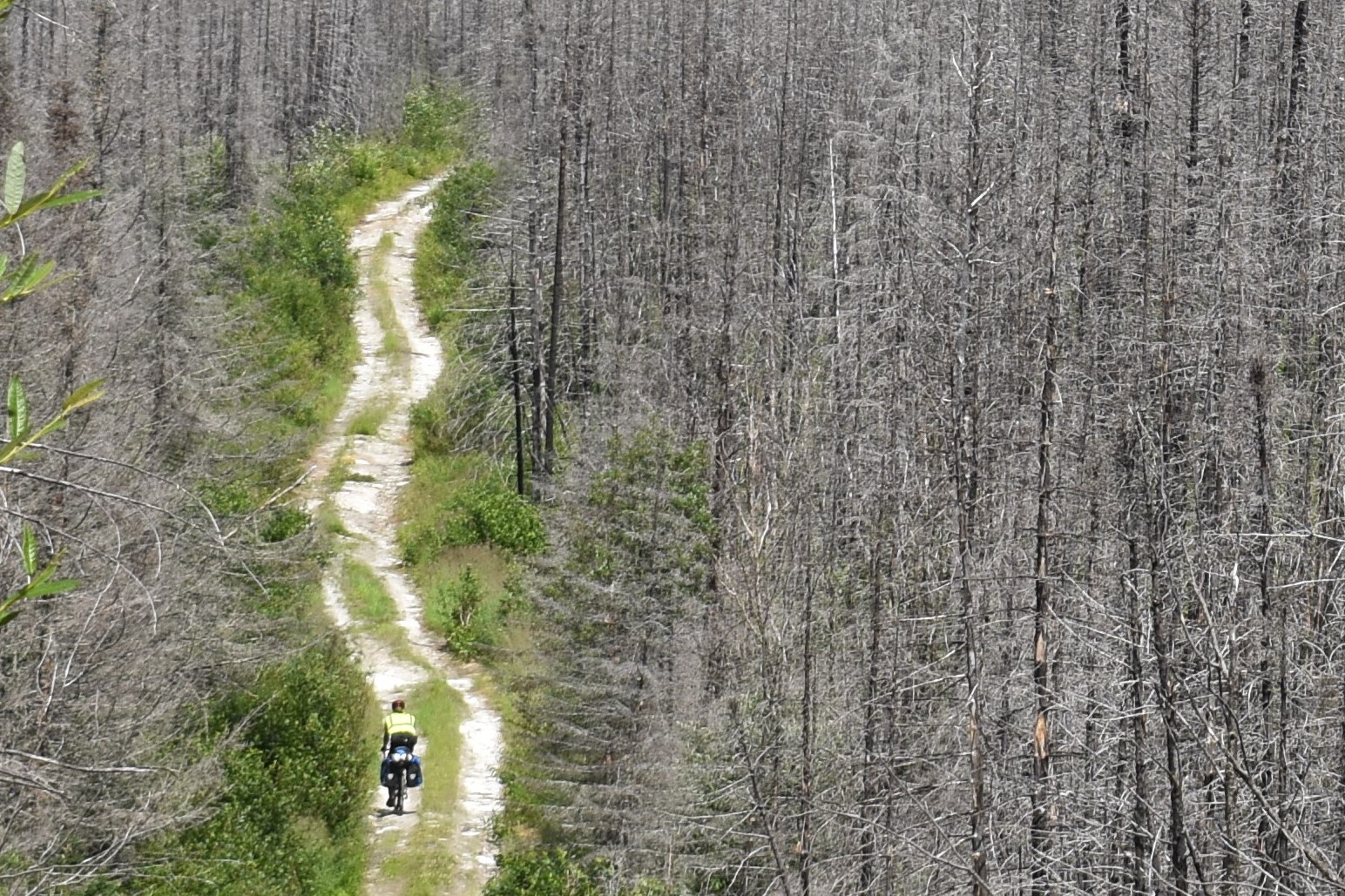 A person on a loaded bicycle goes up a dirt path between trees