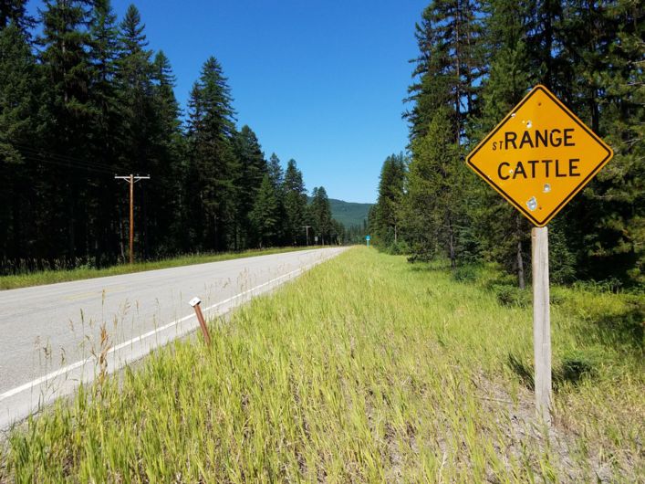An Adventure Cycling Glacier-Waterton Parks tour: a sign that made me laugh: stRANGE CATTLE.
