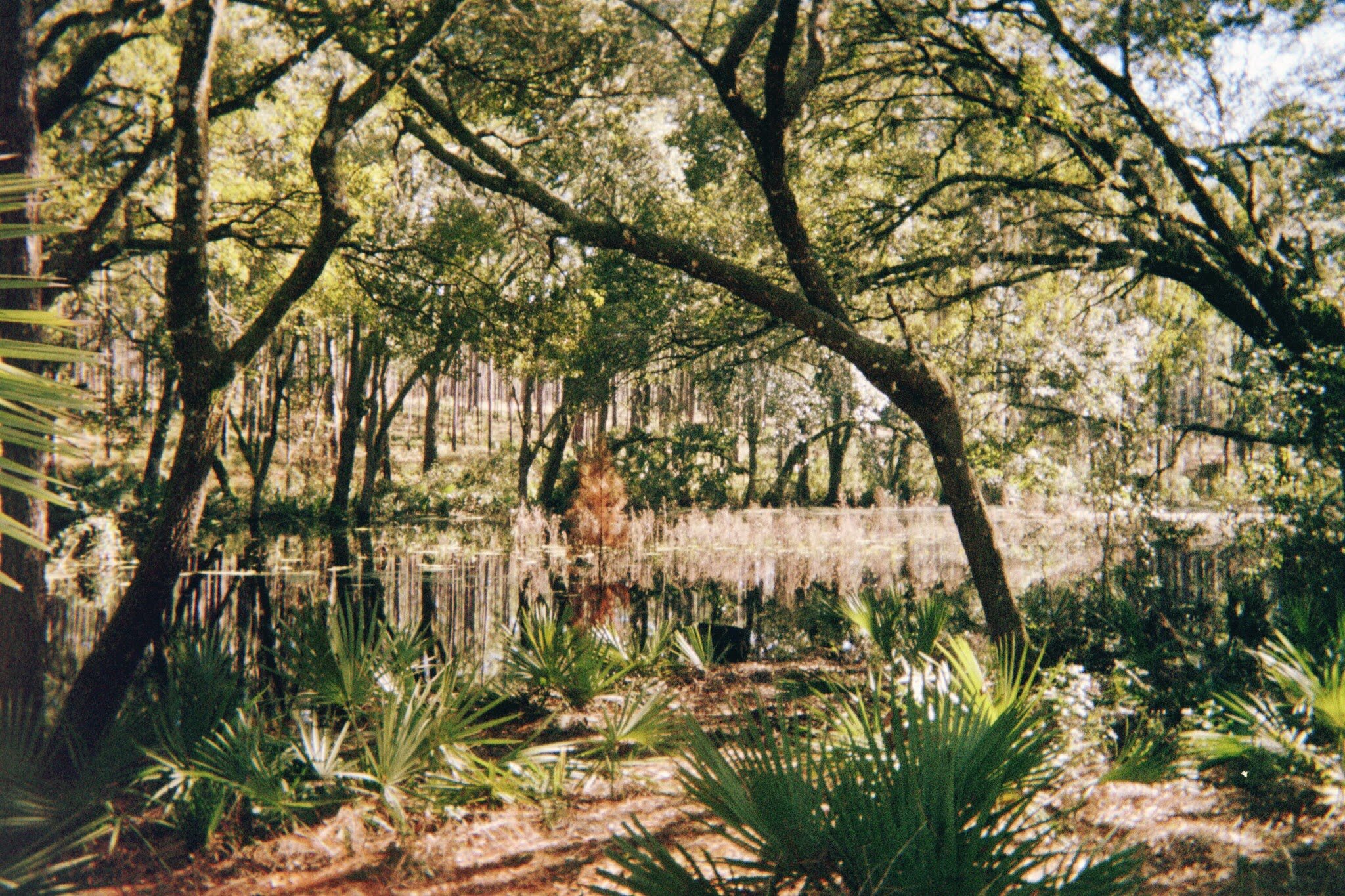 Ocala National Forest secluded pond