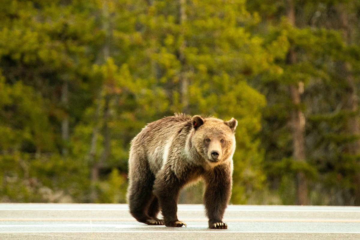 A grizzly bear stands on the highway in Grand Teton National Park.