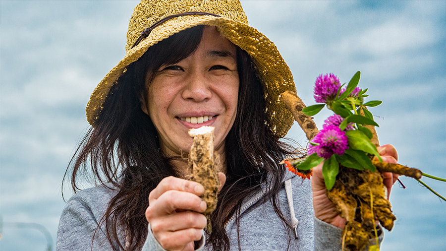 Harvesting mountain wasabi in Hokkaido, Japan