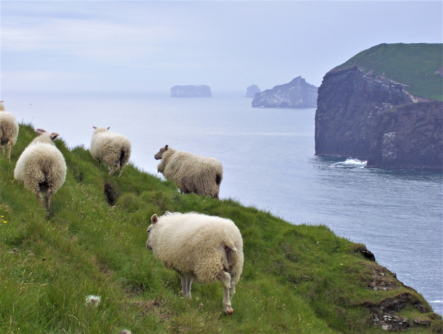 Iceland sheep photo by Laura Killingback