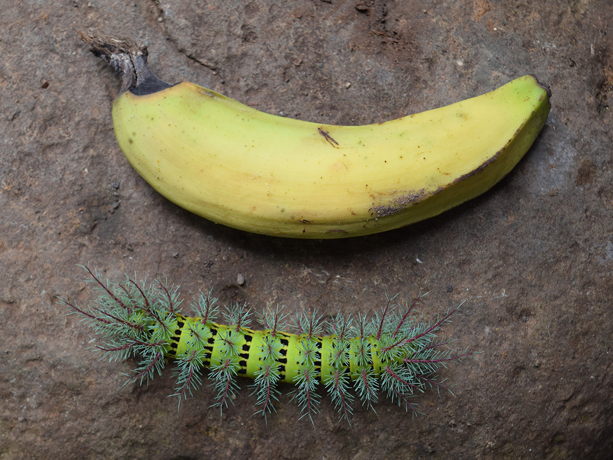 A bright, green and hairy caterpillar inches by a small banana.