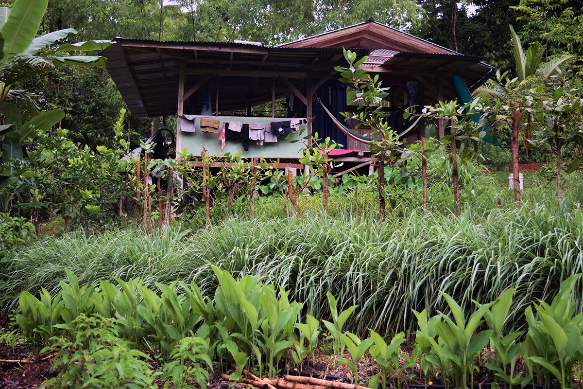 A cabin sits deep in the a jungle of flora in Costa Rica.