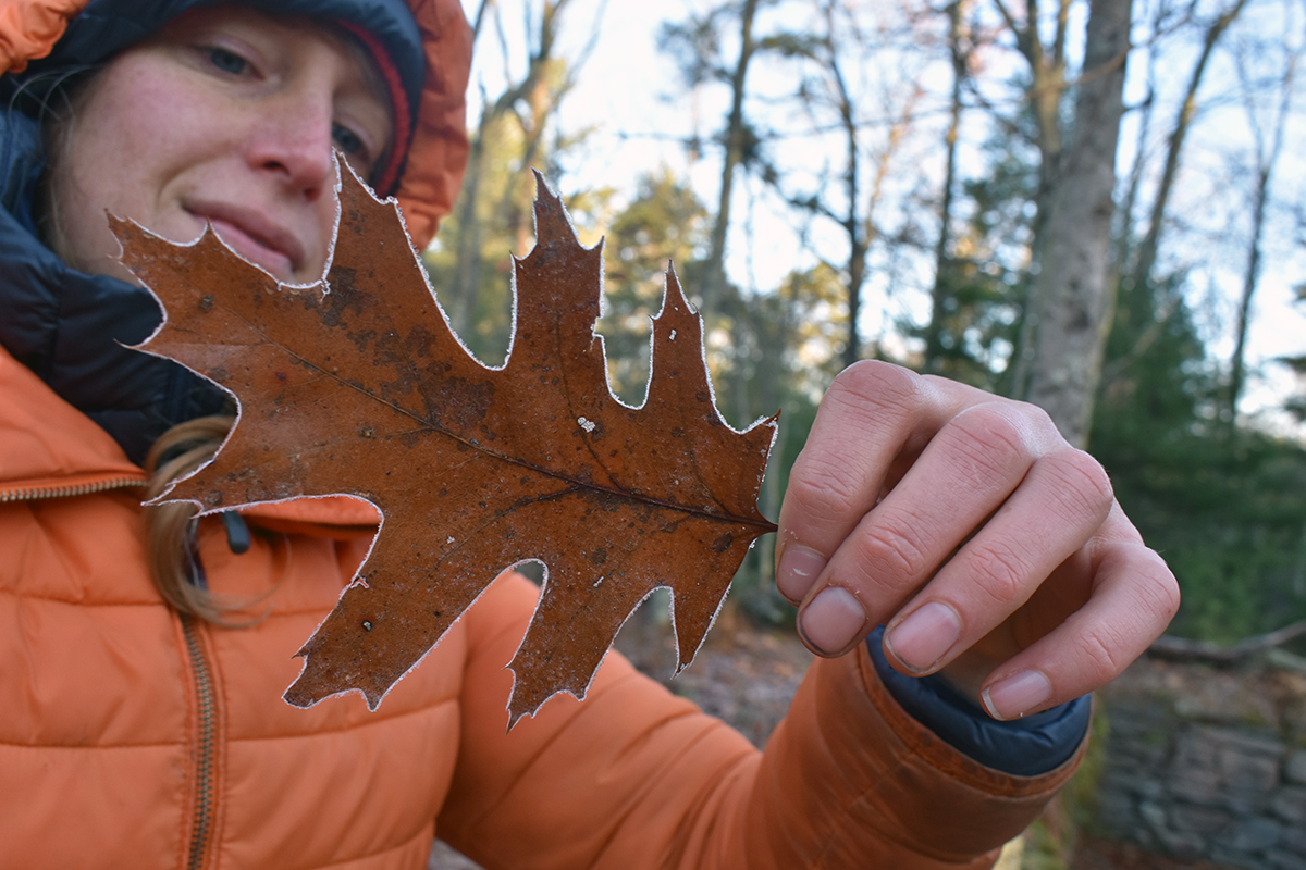 Laura holds a frosty leaf so that it sparkles in the morning light