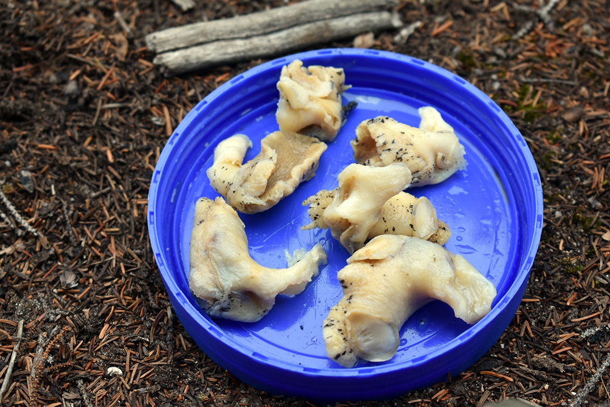 A plate of brined sea snails that Laura got at a gas station.