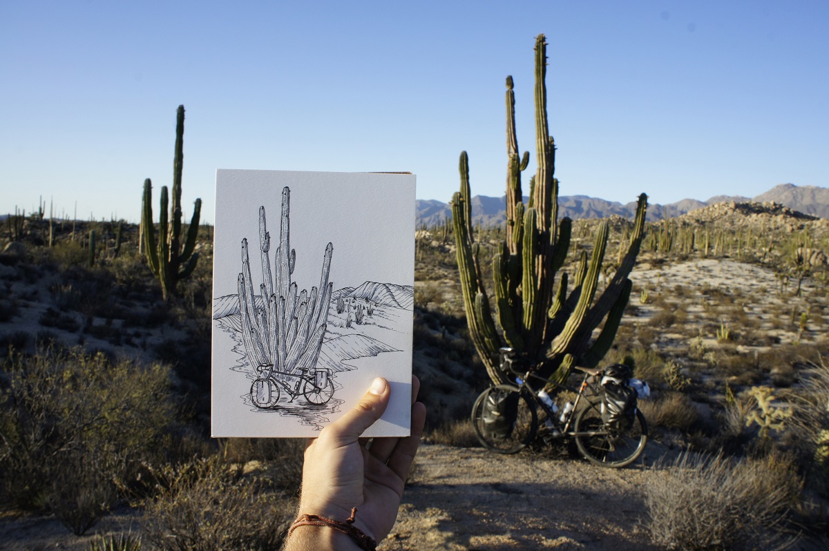 Parker Jones cactus bike drawing