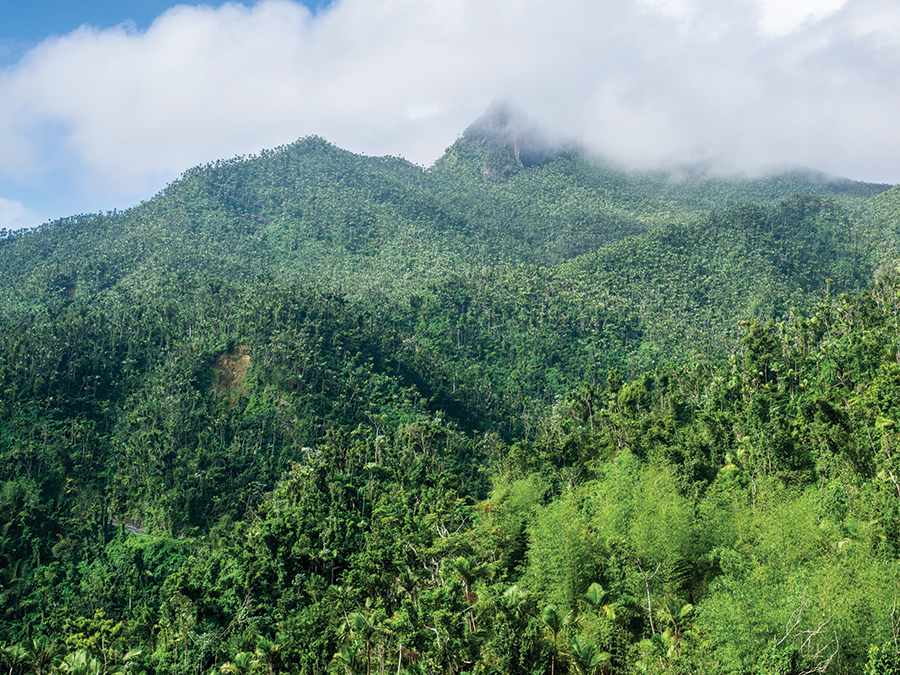 El Yunque National Forest by Saara Snow