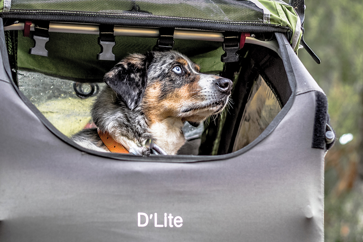 Bike touring with a dog