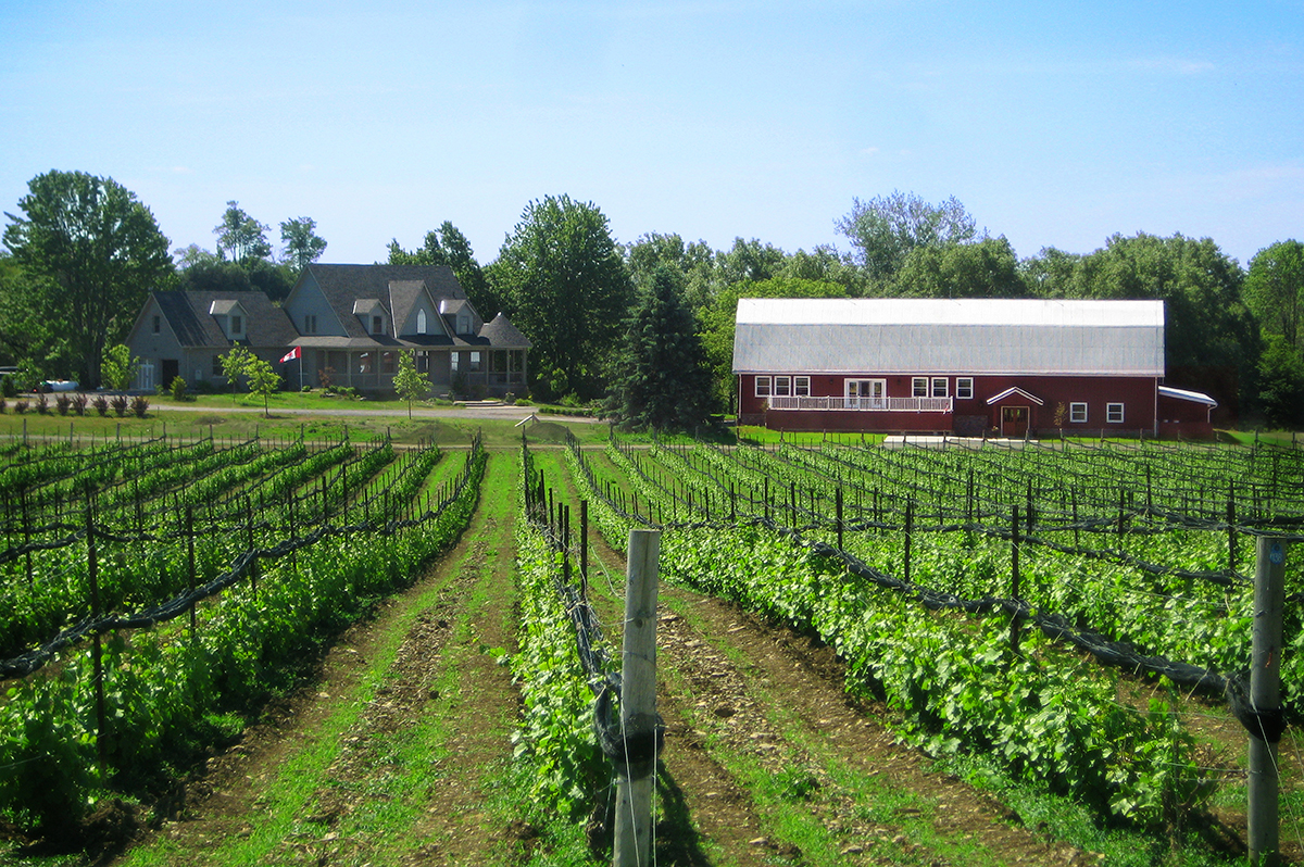 Vineyards in Prince Edward County, Ontario