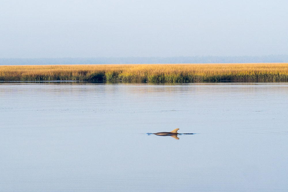 Watching a porpoise in the waters outside of Cumberland Island.